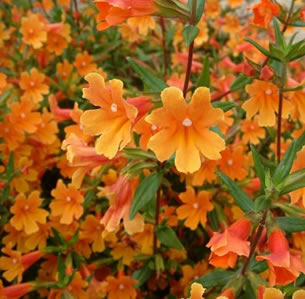 Sandy Soil Plants